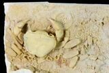 Fossil Crab (Potamon) Preserved in Travertine - Turkey #145057-2